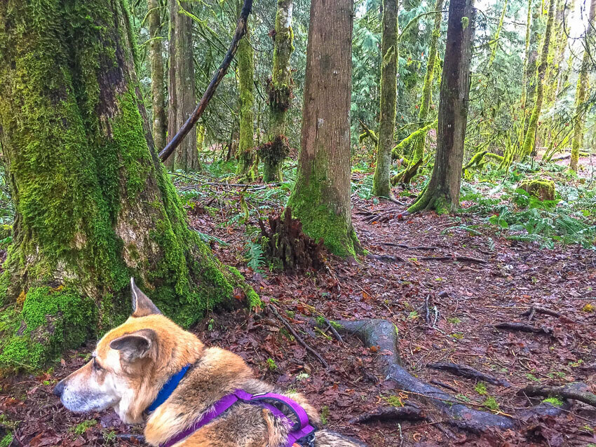 The Best Dog Friendly Vacations in the Pacific Northwest